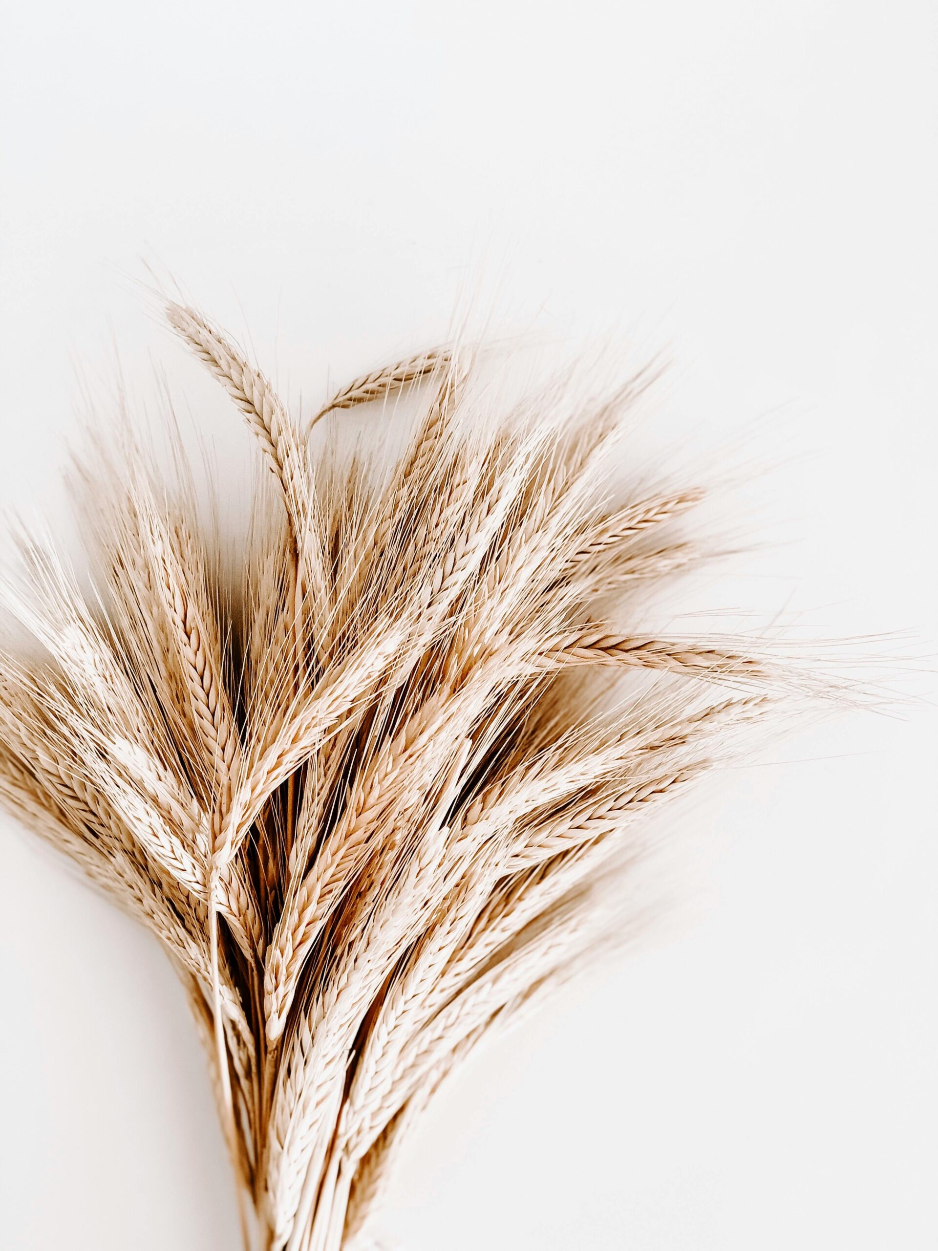 pexels julia kuzenkov 442028 1974627